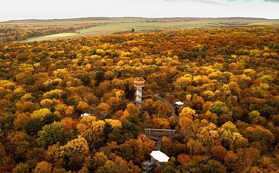 Blick auf den Baumkronenpfad  (Foto: T.Mohring)