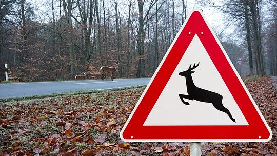 Vorsicht vor Wildwechsel in den Morgenstunden (Foto: ADAC) Vorsicht vor Wildwechsel in den Morgenstunden (Foto: ADAC)