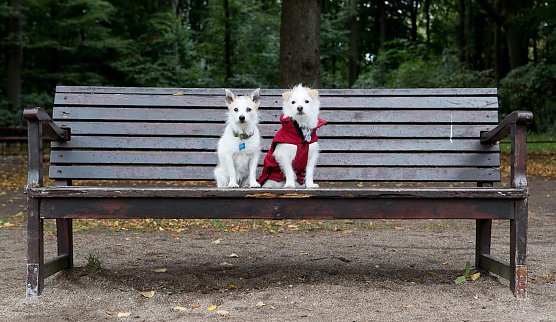 Tiere auf Zeitumstellung vorbereiten (Foto: © VIER PFOTEN | Christopher Koch) Tiere auf Zeitumstellung vorbereiten (Foto: © VIER PFOTEN | Christopher Koch)