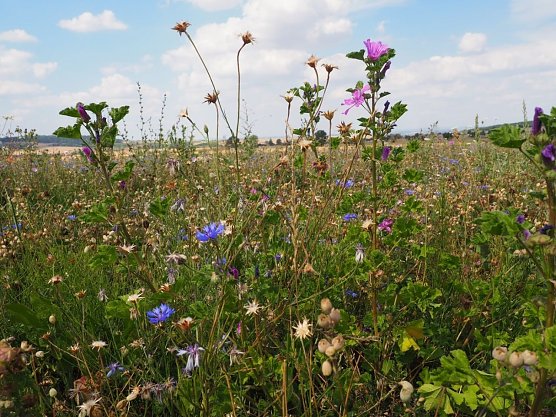 Blütenpracht am Feldrand (Foto: Wildtierland Hainich) Blütenpracht am Feldrand (Foto: Wildtierland Hainich)
