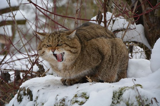 Wildkater Franz im Schnee (Foto: Katrin Vogel)