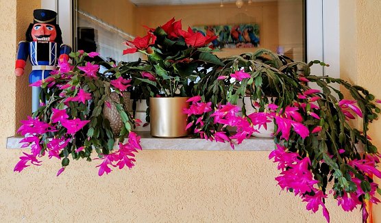 Verfr&uuml;hte Bl&uuml;tenpracht - Weihnachtskaktus 10 Tage vor Heiligabend (Foto: J&uuml;rgen Mehne aus Nordhausen)