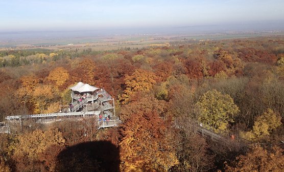 Nationalpark Hainich am Baumkronenpfad (Foto: uhz Archiv)
