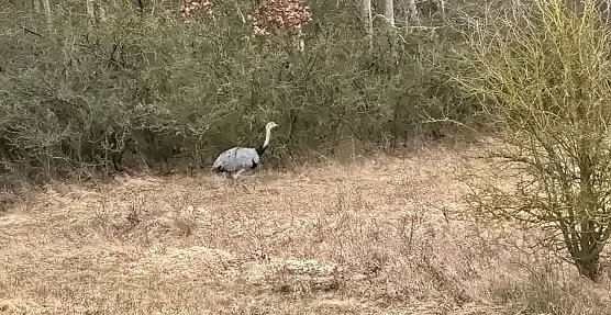 Ausgeb&uuml;chst (Foto: Privat)