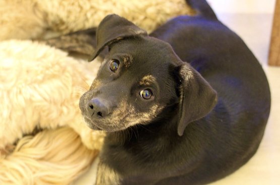 Wie schütze ich mein Tier vor Zecken? (Foto: Eva Maria Wiegand) Wie schütze ich mein Tier vor Zecken? (Foto: Eva Maria Wiegand)