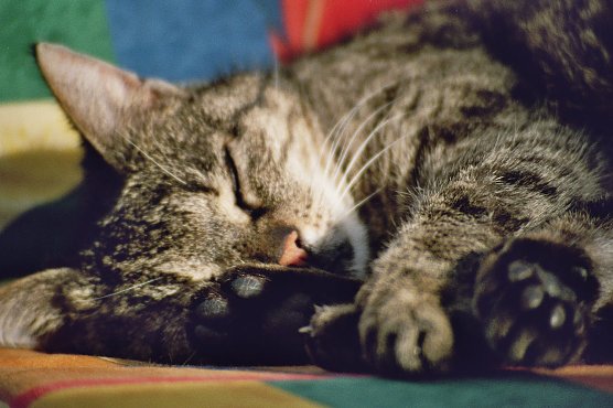 Ist meine Katze Gefahren ausgesetzt oder iost sie eine Gefahr? (Foto: Eva Maria Wiegand)