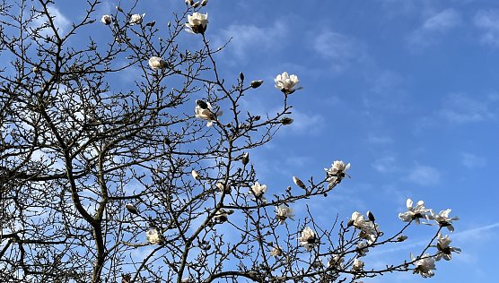 Mildes Wetter läßt die Knospen sprießen (Foto: oas) Mildes Wetter läßt die Knospen sprießen (Foto: oas)