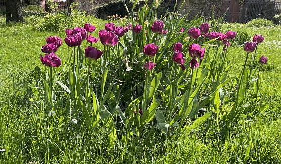 Sommerliche Temperaturen zum Feiertag (Foto: oas)