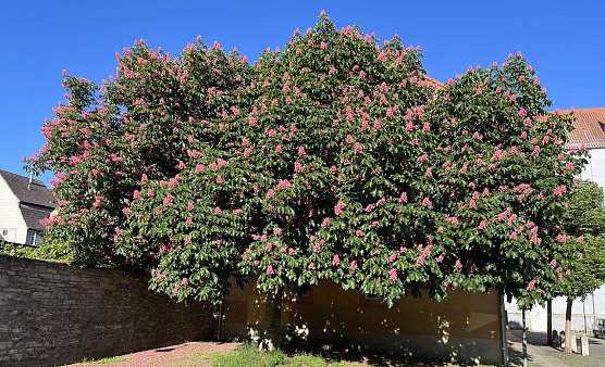 F&uuml;r Pfingsten ist nur m&auml;&szlig;iges Wetter in Aussucht (Foto: oas)