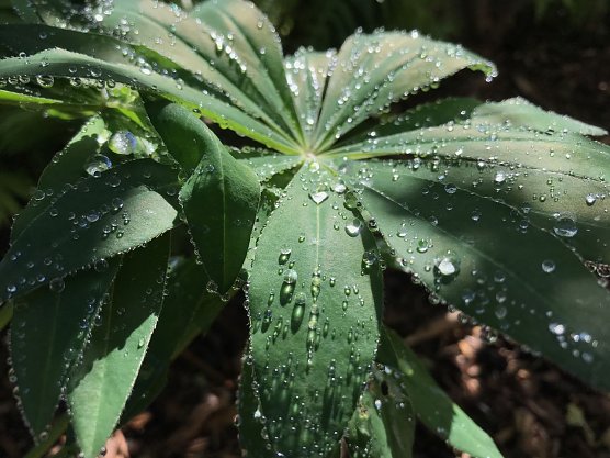 Wetterbild (Foto: she)