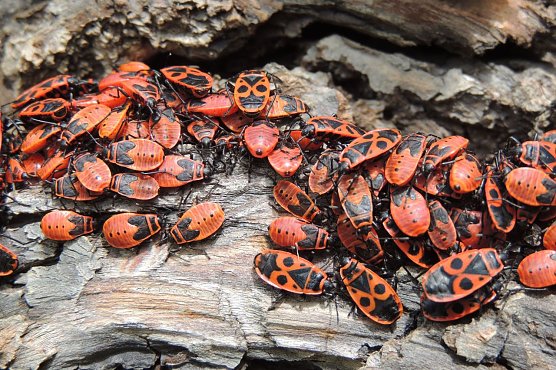 Feuerwanzen m&ouml;gen es gesellig (Foto: Ronald Bellstedt)