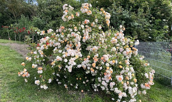 Junge Floristen stellen ihre Kreationen vor (Foto: oas)