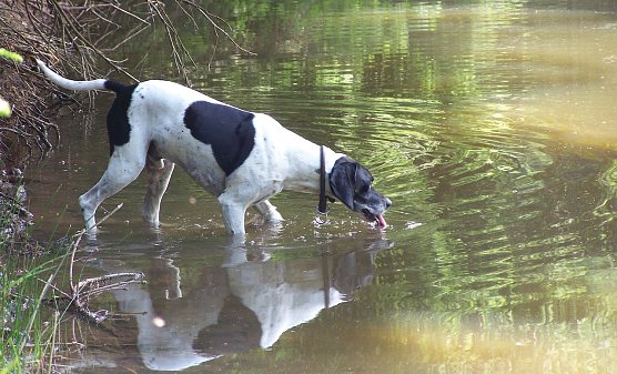 Jagdhunde, wie dieser Pointer, sind von der Leinenpflicht im Wald ausgenommen (Foto: Th&uuml;ringenForst)