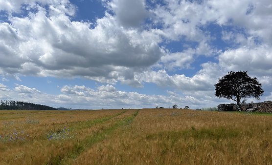 Gewittergefahr bleibt bestehen (Foto: oas)