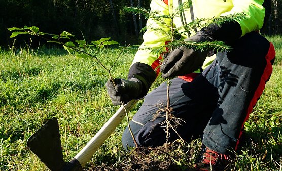 Beim Pflanzen von Waldb&auml;umen gilt der Blick vor allem der Wurzel: Sie muss pfleglich in den Boden gebracht werden � bei einer Vielzahl von m&ouml;glichen Pflanzwerkzeugen gilt es den &Uuml;berblick zu behalten (Foto: Daniela Tr&ouml;ger)