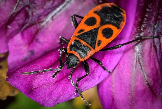 Wohl bekannt und weit verbreitet: die Feuerwanze (Foto: Holger Rüdel) Wohl bekannt und weit verbreitet: die Feuerwanze (Foto: Holger Rüdel)
