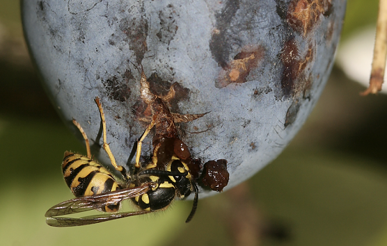 Der NABU Thüringen rät zur Besonnenheit beim Auftauchen von Wespennestern (Foto: Helge May) Der NABU Thüringen rät zur Besonnenheit beim Auftauchen von Wespennestern (Foto: Helge May)