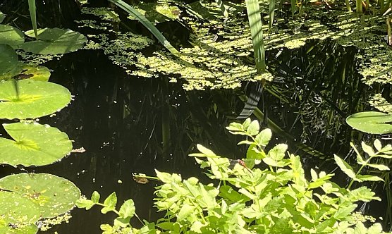 Der Hochsommer legt mal wieder eine Pause ein (Foto: oas)