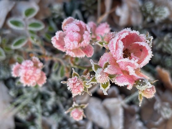 Blume-Zarte Sch&ouml;nheit  (Foto: N. Legere)