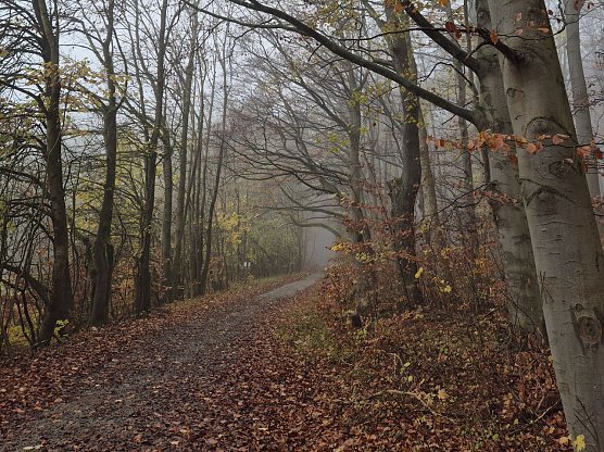 Nebel l&auml;sst den Wald im Herbst und Winter ganz verzaubert wirken - doch er kann auch zum Problem werden. (Foto: Cornelia Otto-Albers)