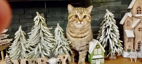 Kater in der Weihnachtsdeko (Foto: Ilona Dinklage)
