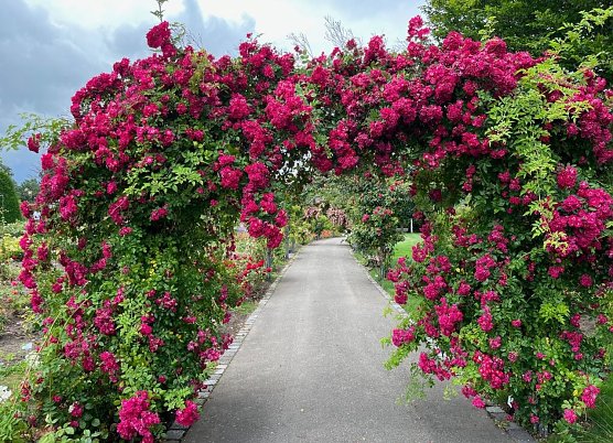 Wundervoller Rosenbogen im Rosengarten der Rosenstadt Bad Langensalza (Foto: Eva Maria Wiegand)