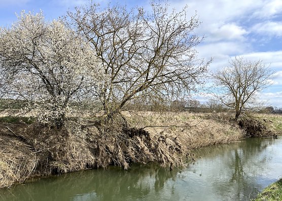Unstrut bei Merxleben (Foto: uhz Archiv)
