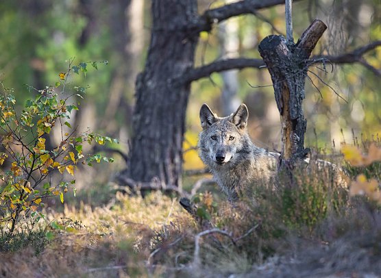Der Wolf (Foto: NABU/Kathleen Gerber)