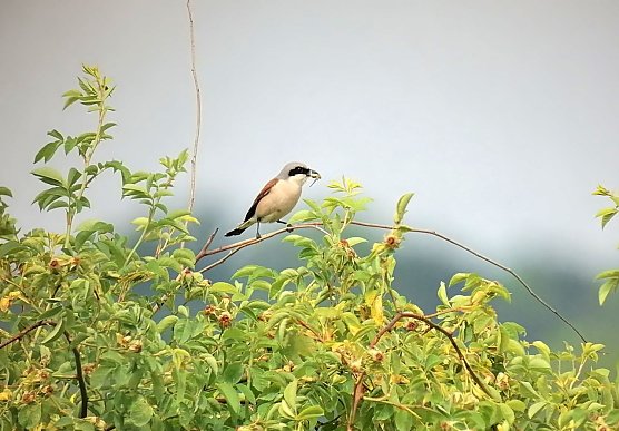 Ein Neunt&ouml;ter im Nationalpark Hainich (Foto: Dr. Lars Ludwig)