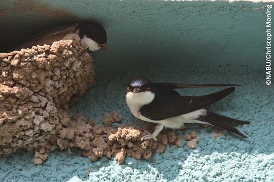 Schwalben stehen unter strengem Schutz (Foto: NABU Christoph Moning)
