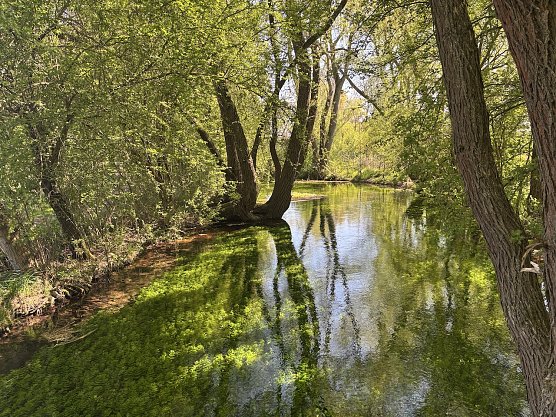 An der Salza in Nordhausen  (Foto: Regina Gastel)