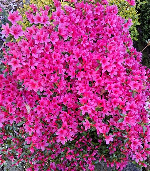 Momentaufnahme Blumenzauber vor dem Haus (Foto: G.Kurzius) Momentaufnahme Blumenzauber vor dem Haus (Foto: G.Kurzius)