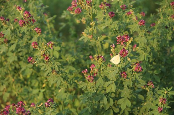 Wetterbild (Foto: agl) Wetterbild (Foto: agl)
