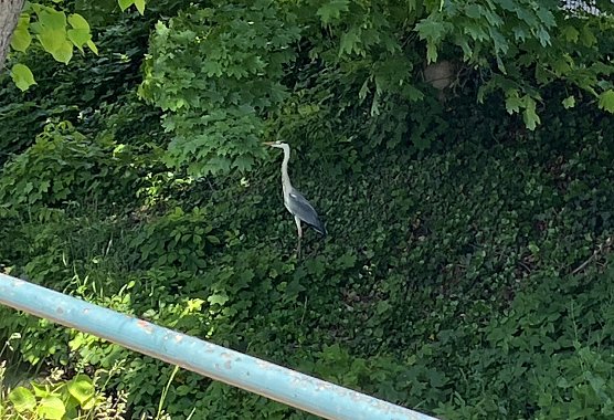 Die ersten Zaungäste sichern sich bereits vor dem Rennen die besten Plätze (Foto: oas) Die ersten Zaungäste sichern sich bereits vor dem Rennen die besten Plätze (Foto: oas)