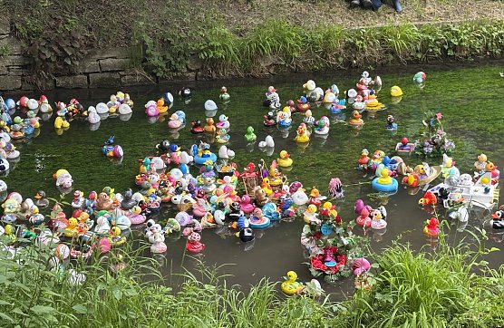 Entenrennen auf der Salza in Bad Langensalza (Foto: oas) Entenrennen auf der Salza in Bad Langensalza (Foto: oas)