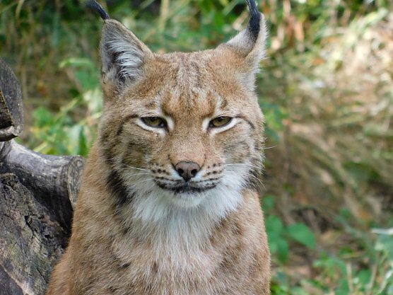 Luchsdame Katja (Foto: Fiene Schönknecht) Luchsdame Katja (Foto: Fiene Schönknecht)