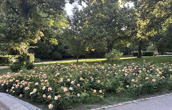 Rosenfeld im Kurpark Bad Langensalza (Foto: oas) Rosenfeld im Kurpark Bad Langensalza (Foto: oas)