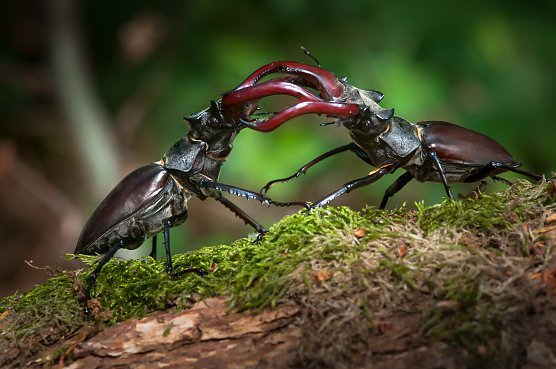 Zei Hirschkäfer tragen ihre Differenzen sportlich aus (Foto: Anne Rollero) Zei Hirschkäfer tragen ihre Differenzen sportlich aus (Foto: Anne Rollero)