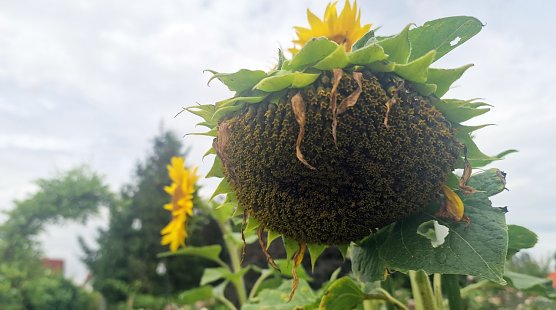 Absturz in Bedeutungslosigkeit? (Foto: nnz)