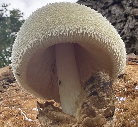 Pilz wurde an der Zorge fotografiert (Foto: Beatrix Schenk )