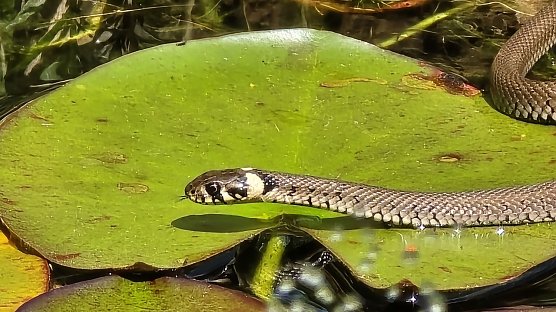 Ringelnatter im Gartenteich (Foto: Karsten Oswald) Ringelnatter im Gartenteich (Foto: Karsten Oswald)