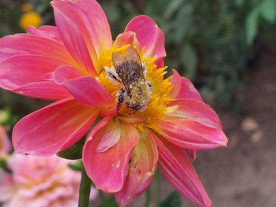Flei&szlig;ige Hummel (Foto: Cora Aderhold)