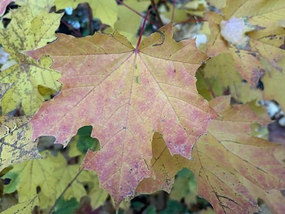Bew&ouml;lkt und trocken in den n&auml;chsten Tagen (Foto: oas)