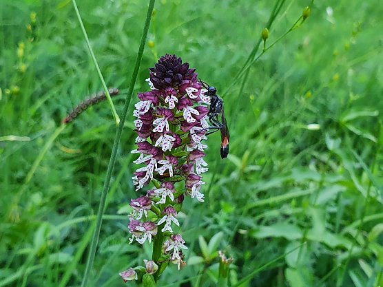 Ein Insekt (wahrscheinlich eine Sand-Wespe) besucht im Jahr 2021 die Bl&uuml;ten der Orchidee Sp&auml;tbl&uuml;hendes Brand-Knabenkraut im Landkreis Nordhausen. (Foto: Bodo Schwarzberg)