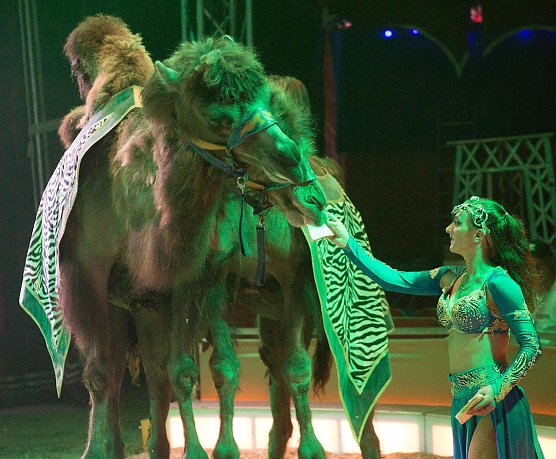 Orientalische Rapsodie mit Kamelen (Foto: ARENA)