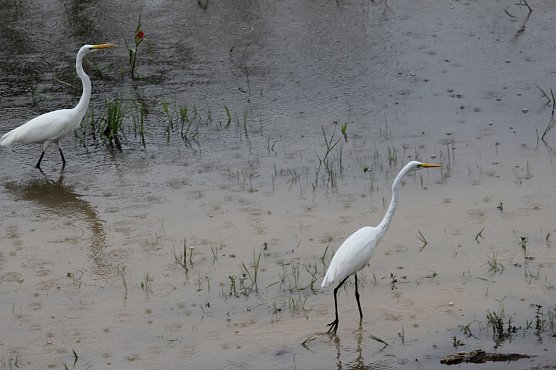 Wei&szlig;e Reiher (Archiv) (Foto: emw)