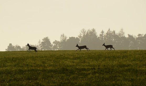 Rehe in der dunklen Jahreszeit (Foto: Pixabay-uschel)