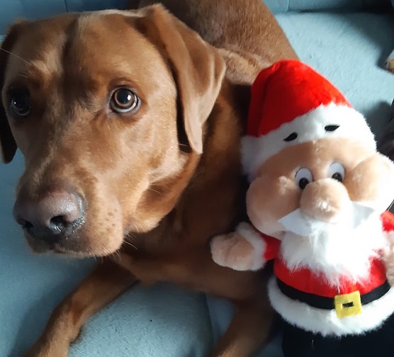 Hund Heinrich freut sich auf den Weihnachtsmann (Foto: Heike Lange)