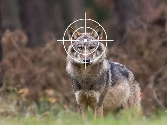 Wolf im Fadenkreuz (Foto: Heiko Anders)