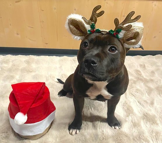 Weihnachtshund Erna (Foto: Denis & Jana Herbig)